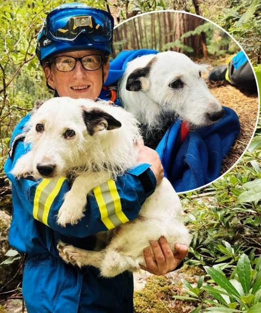 Reggie’s Fall: A Heart-Stopping Rescue from a Steep Gorge Near Loch Ness