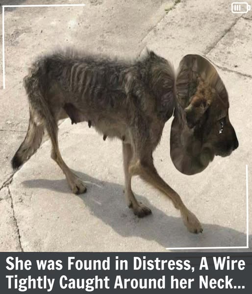 From Tragedy to Triumph: Felicity’s Journey from Cruelty to Comfort