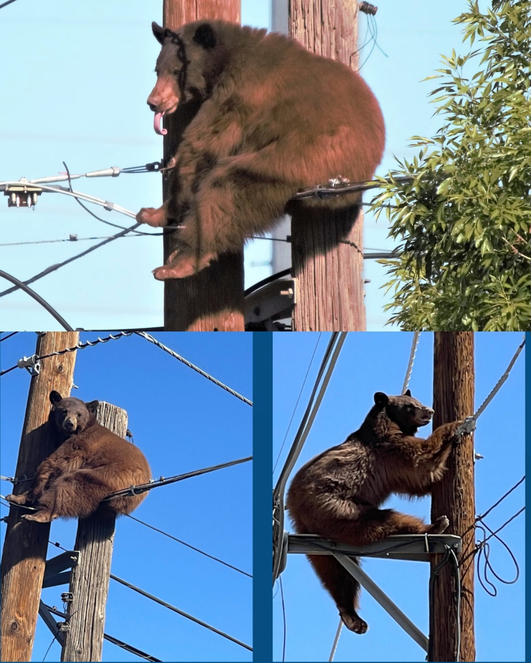 The Unbreakable Bond: A Father’s Love for His Feline Companion