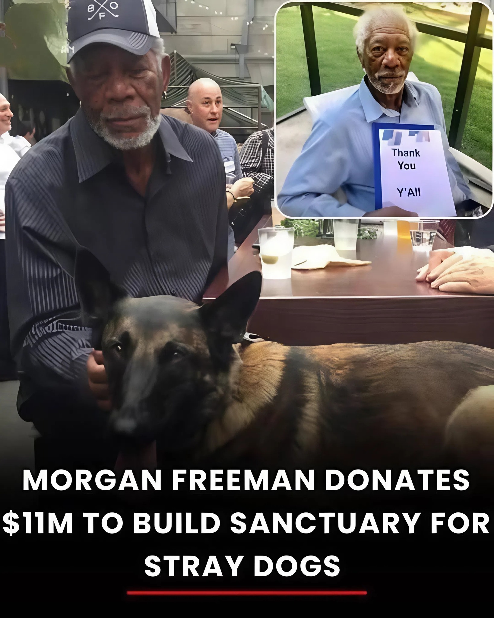 Morgan Freeman Donates $11 Million to Build Sanctuary for Stray Dogs