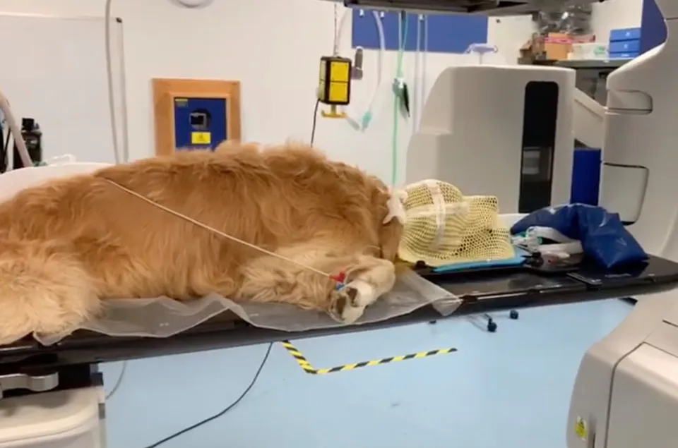 A Ball, A Bark, and a Broken Heart: The Tragic Moment That Changed a Dog’s Life Forever