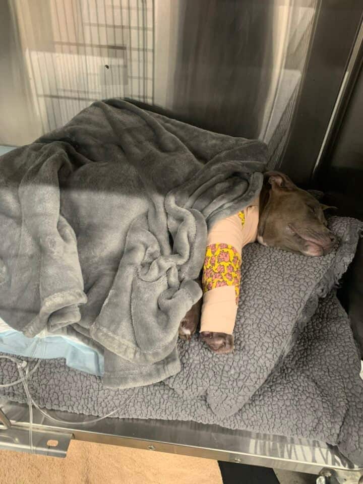 Abandoned but Not Forgotten: How “Miracle” the Puppy Fought Back from Death