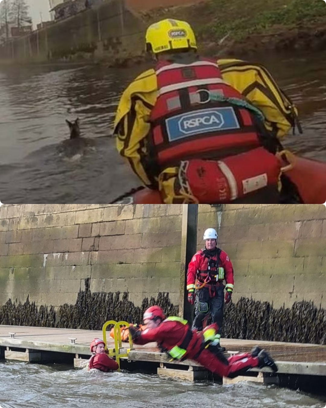 Stranded by the Storm: How Four Deer Survived Days of Nature’s Fury