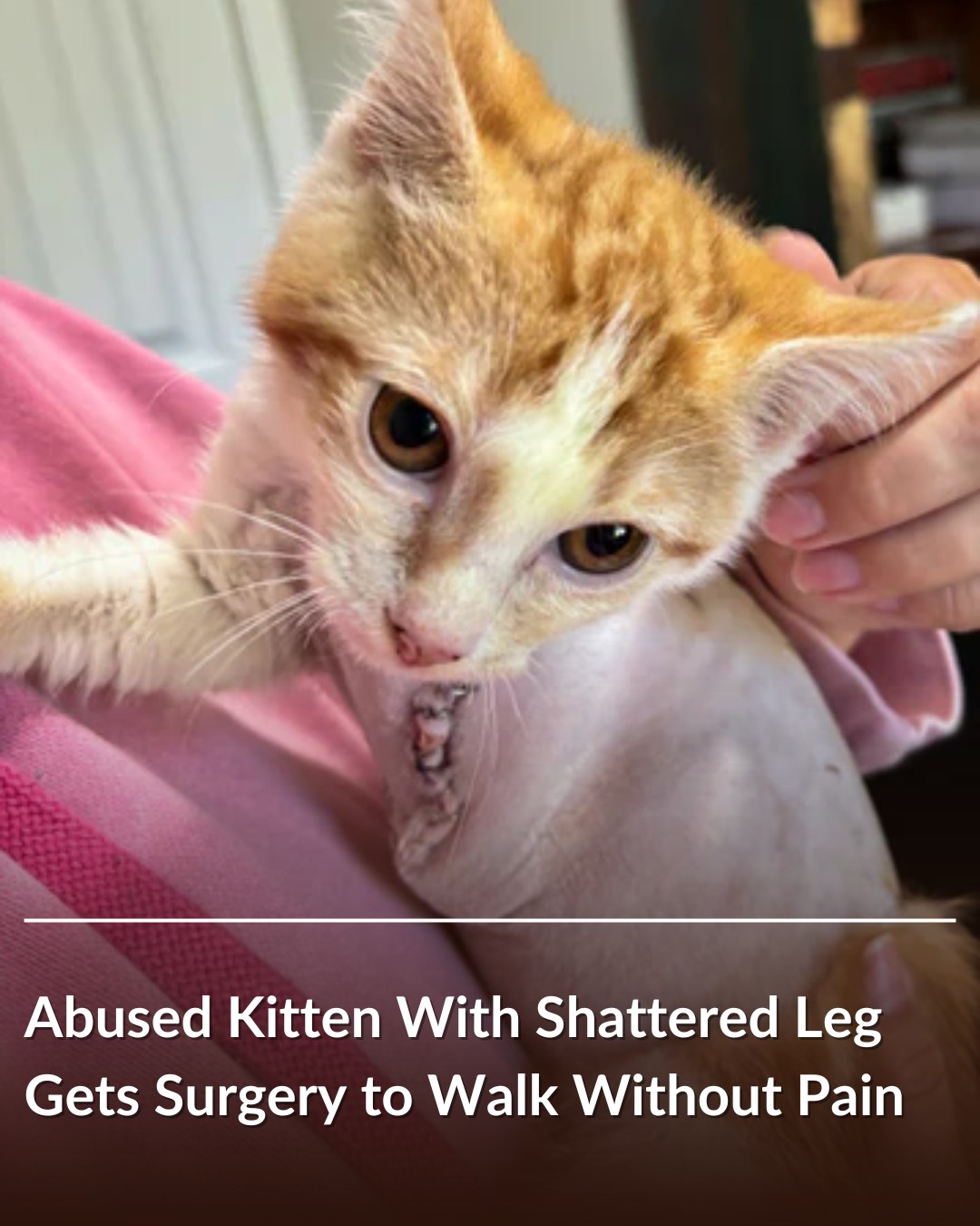 Abused Kitten With Shattered Leg Gets Surgery to Walk Without Pain
