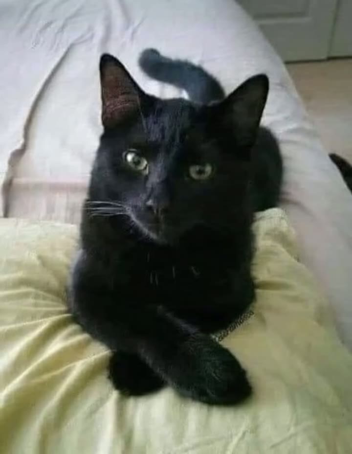 When a Black Cat Crosses Your Path: What It Really Means Might Shock You