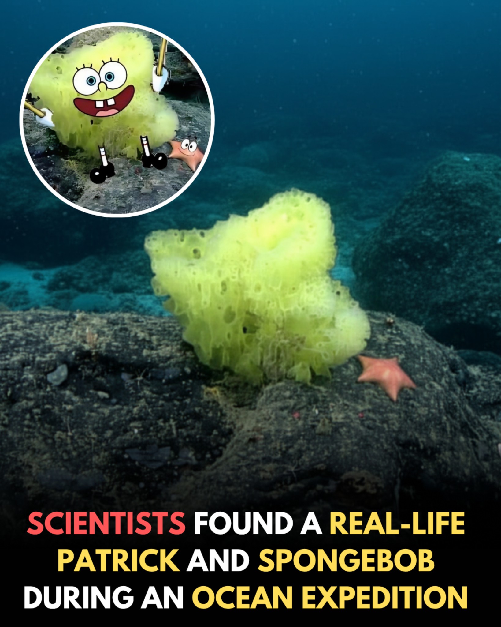 SpongeBob and Patrick Found in Real Life? Deep-Sea Discovery Stuns Scientists and Fans Alike