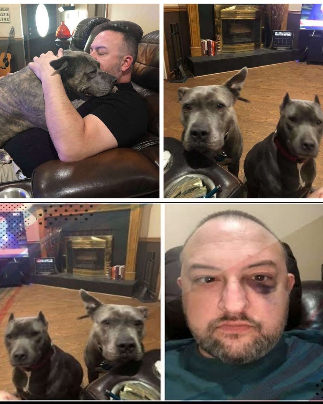 From Abandoned to Beloved: Two Pit Bulls Who Became Protectors