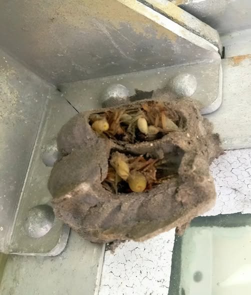 I went into the garage just to grab an old toolbox, Usually, its my husband who goes in there, he keeps it organized and knows where everything is