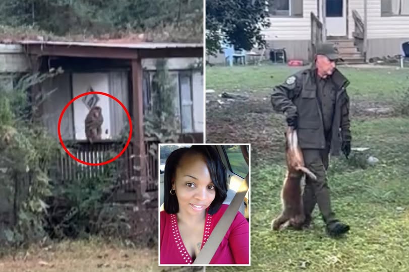 Mississippi Mom Protects Her Children After Escaped Monkey Roams Into Her Yard!