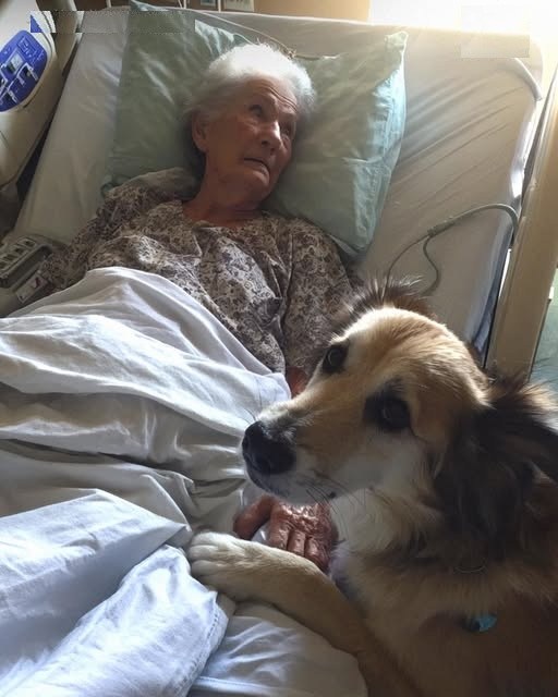 “How Our Rescue Dog Discovered an Unconscious Elderly Woman in the Woods—and What We Learned Afterwards Was Astonishing”