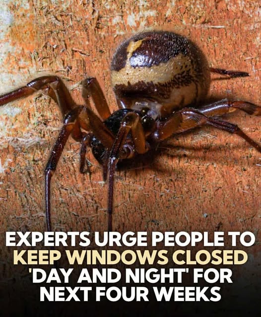 Urgent Warning! Keep Windows Shut to Stop the Most Venomous Spider from Entering Homes