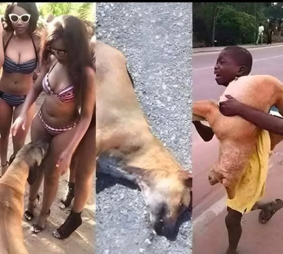 If your dog is sniffing your genital area, it means you have…See more