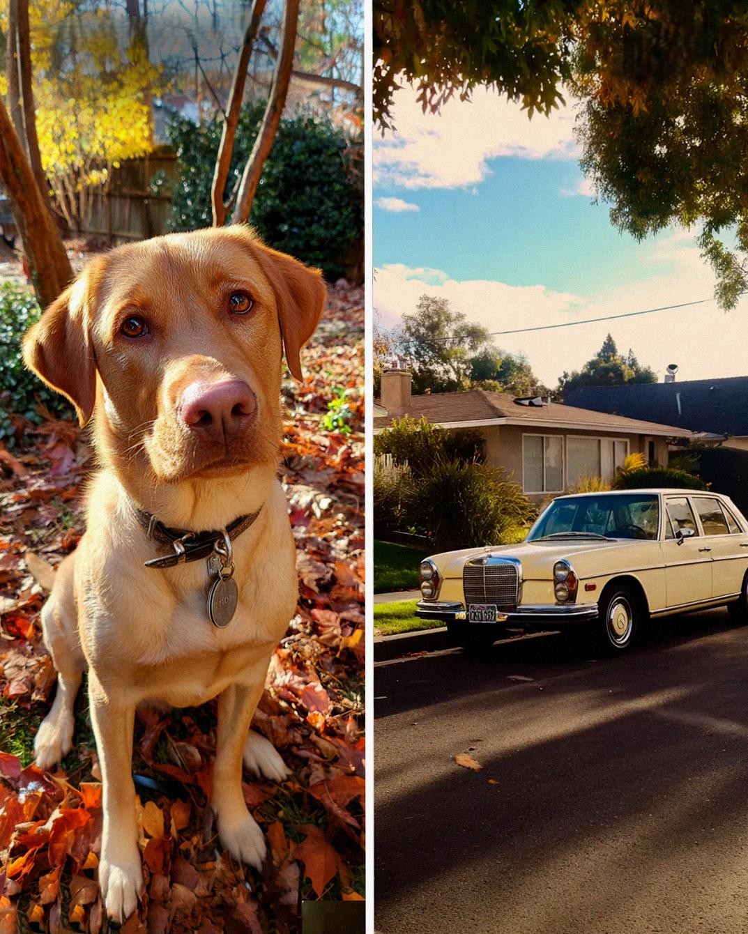 I Found a Dog in My Garden, After Calling the Number on His Tag, I Turned Down $150,000 but Found Happiness