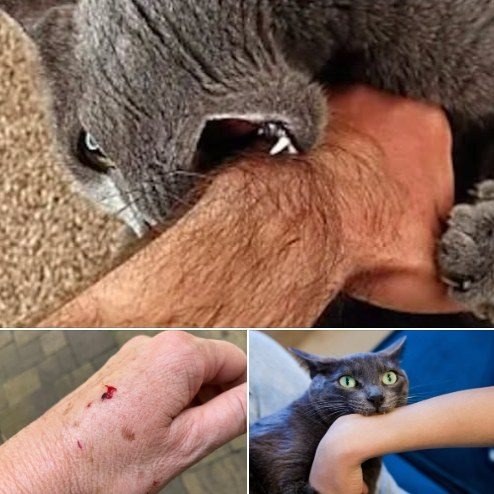 If the cat bites you, here is what it really means!